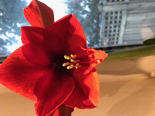 amaryllis bloom 