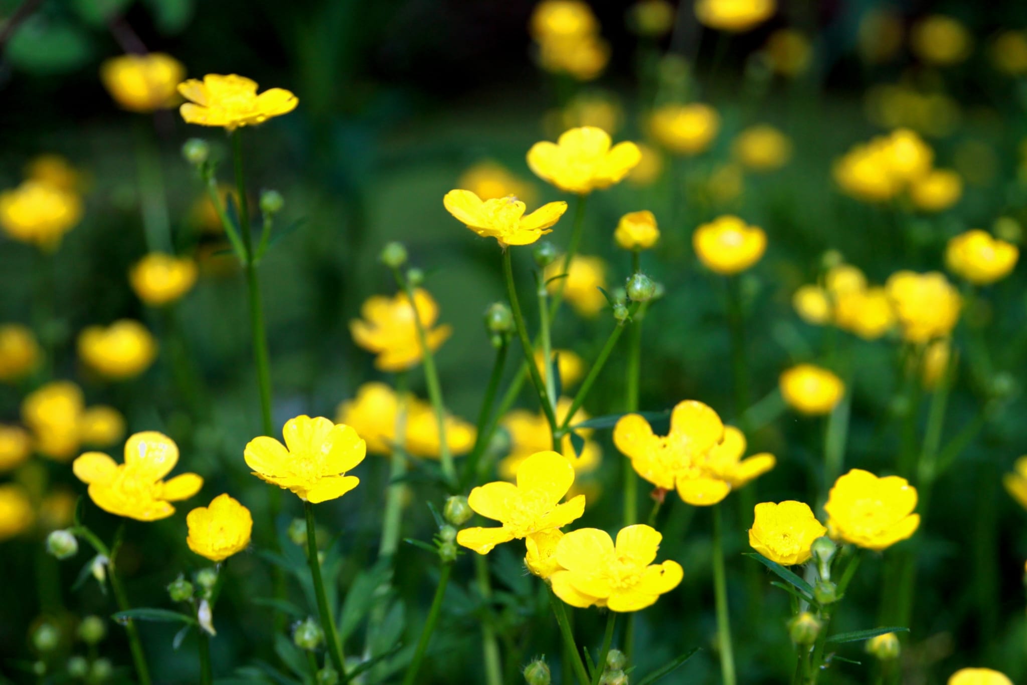 beautiful buttercups filled with light