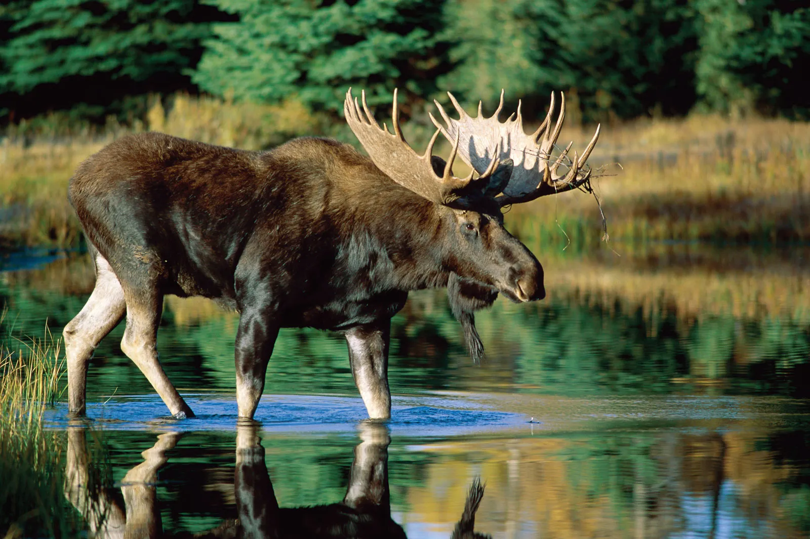 moose wants us to strengthen our boundaries, self esteem and honour our gifts