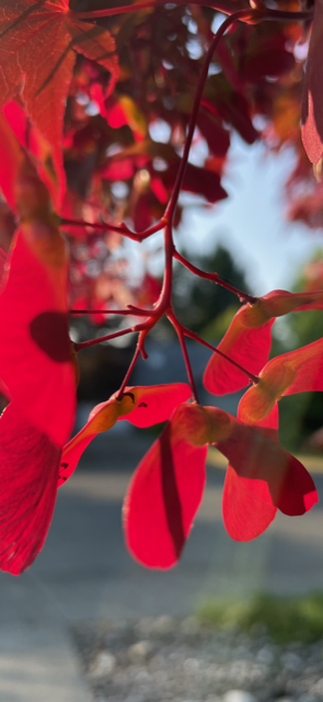 november red maple